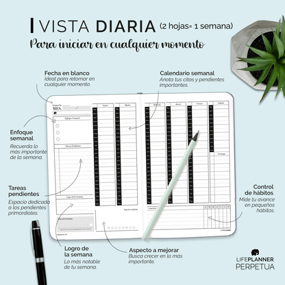 PERPETUA NIEBLA 2026 NUEVOS DISEÑOS